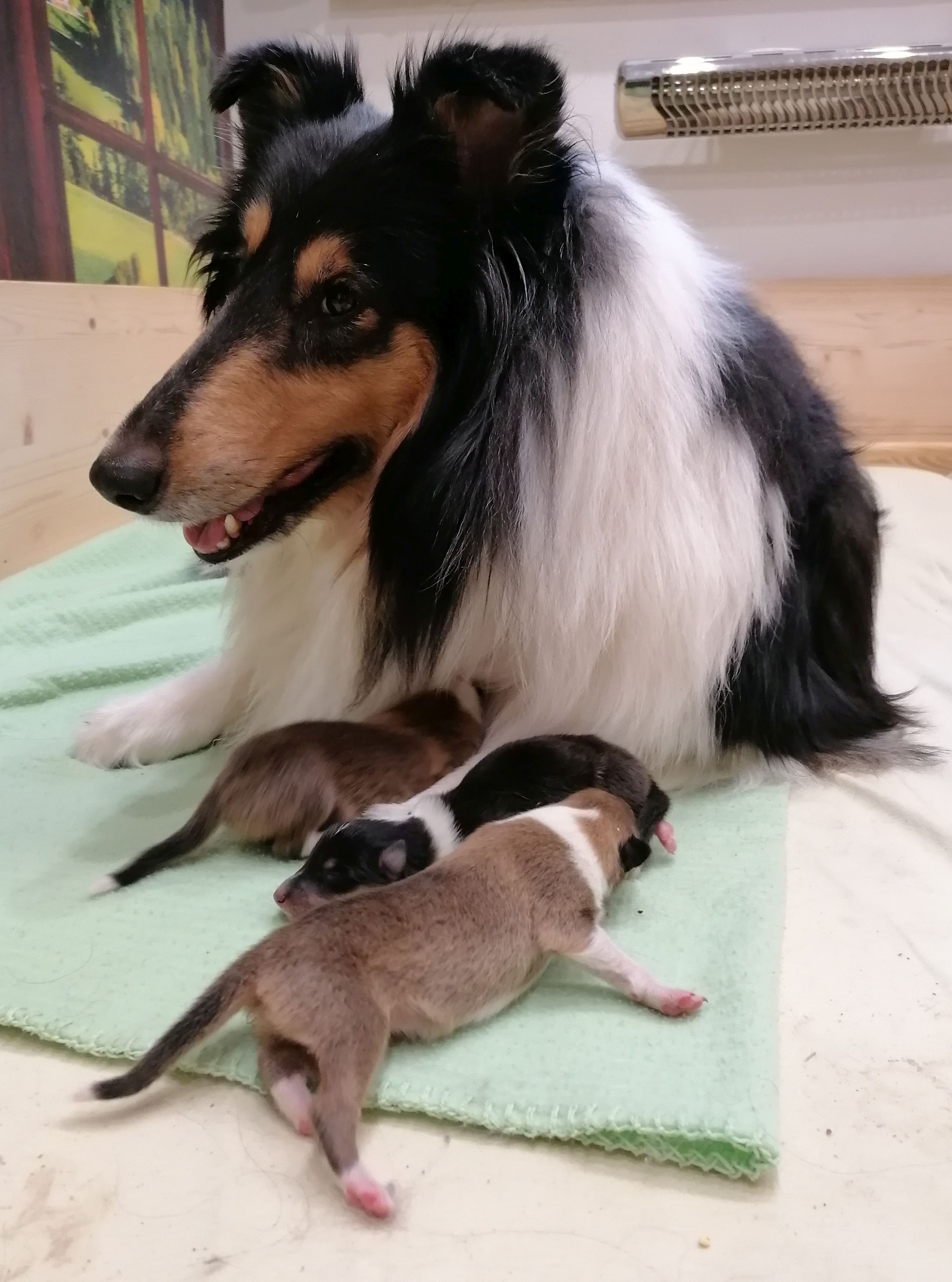 BWurf Collie